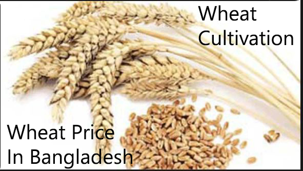 Gom/Wheat Cultivation/ Gom/Wheat Price In Bangladesh Gom/Wheat Cultivation/ Gom/Wheat Price In Bangladesh