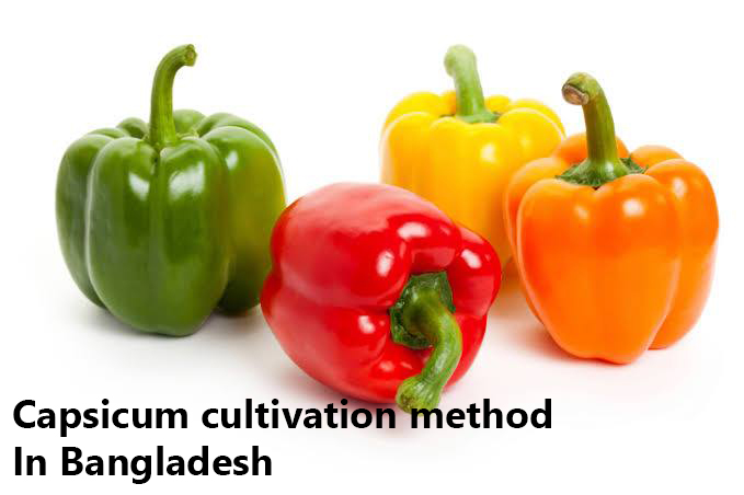 Capsicum cultivation method / nutritional value of capsicum in Bangladesh