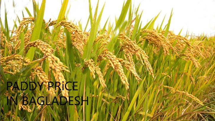 Paddy cultivation method/The price of rice seeds