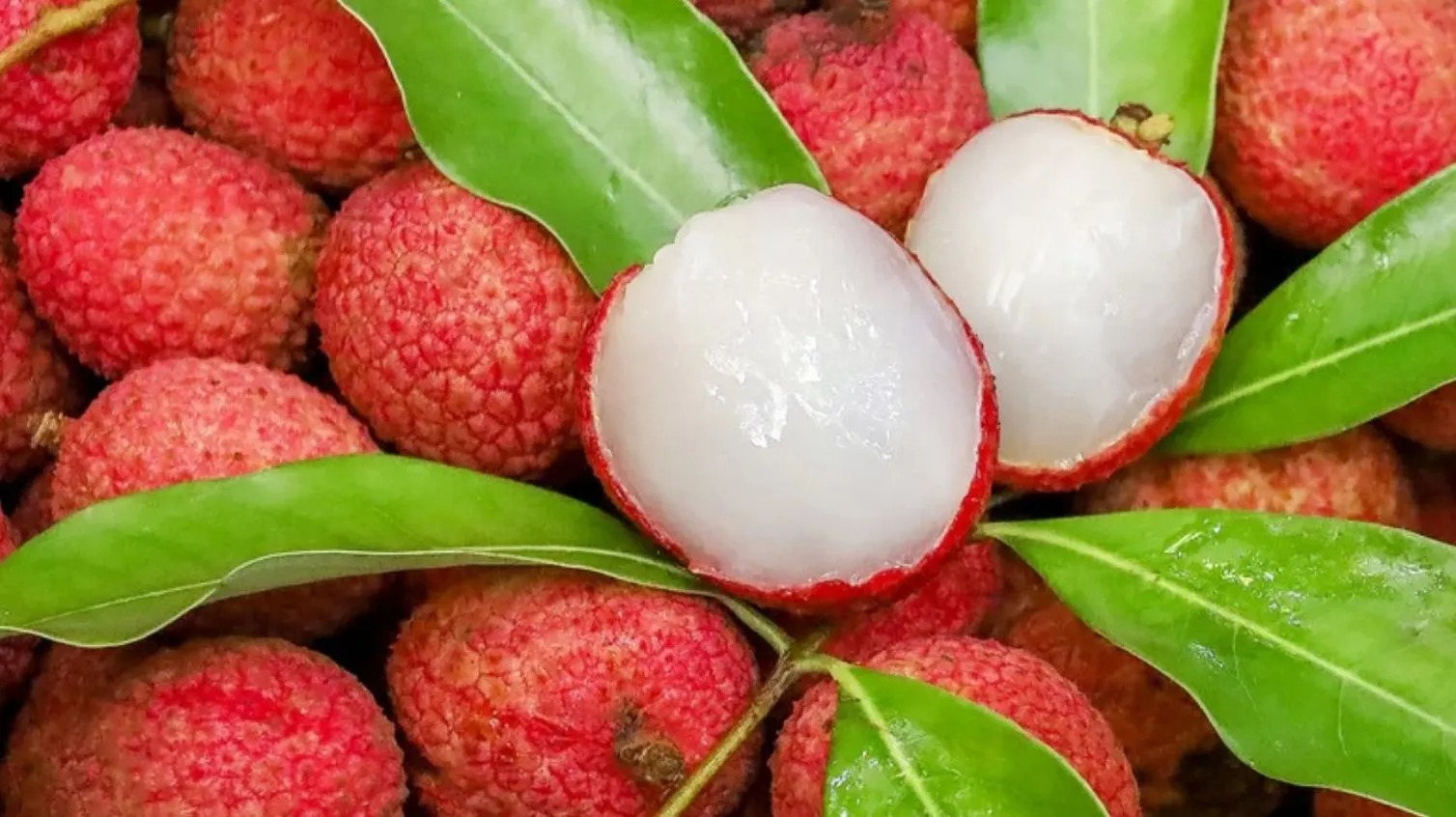 লিচুর পুষ্টিগুণ/ লিচুর জাত/ বাংলাদেশে লিচু চাষ পদ্ধতি লিচুর পুষ্টিগুণ/ লিচুর জাত/ বাংলাদেশে লিচু চাষ পদ্ধতি
