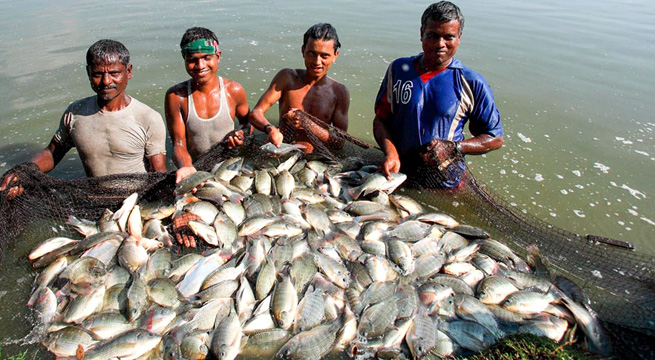 Hilsa fish / fish variety / fish farming method / fish market / fish species Hilsa fish / fish variety / fish farming method / fish market / fish species