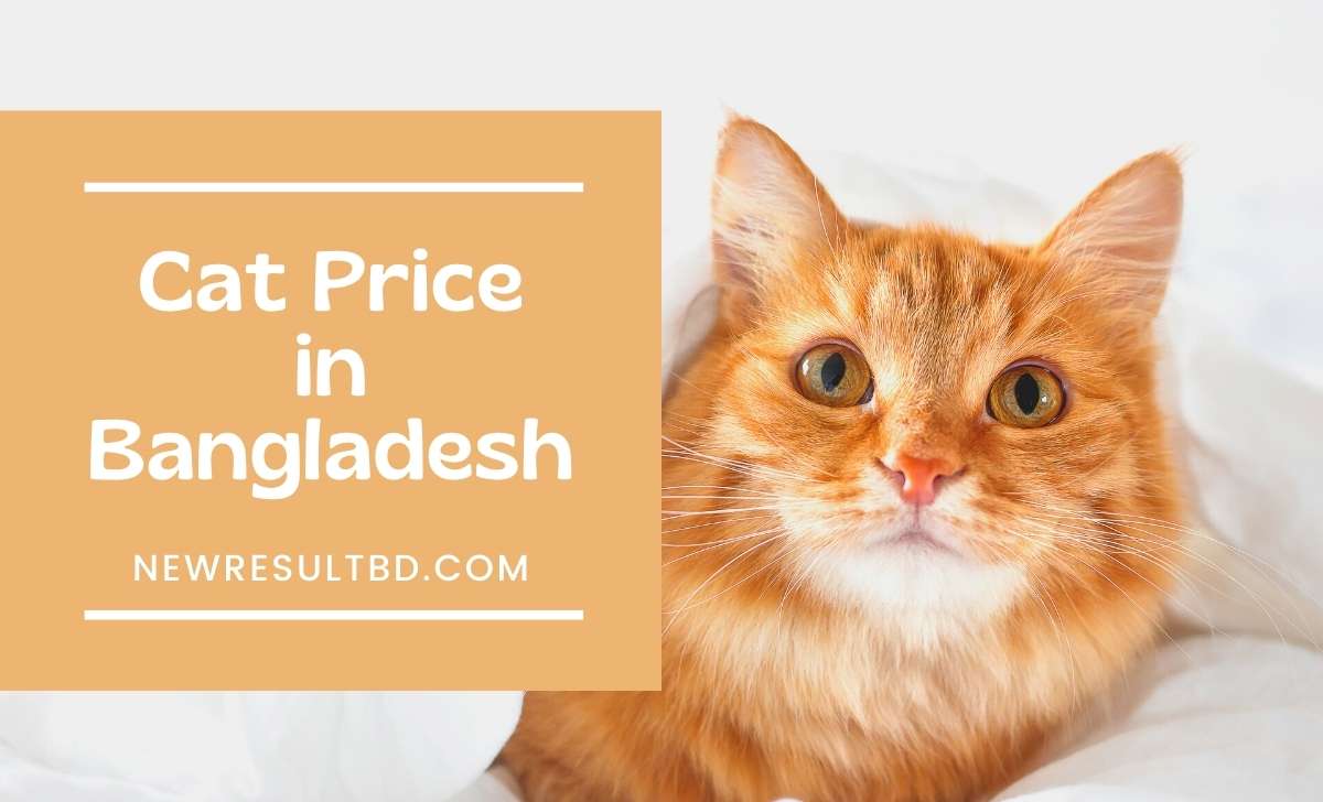 Cat price in Bangladesh Cat price in Bangladesh