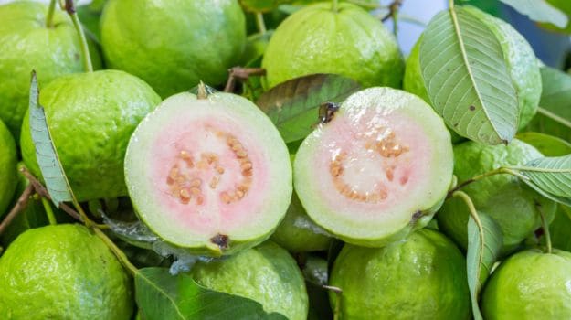 Nutritional value of guava / benefits of guava / guava cultivation method Nutritional value of guava / benefits of guava / guava cultivation method