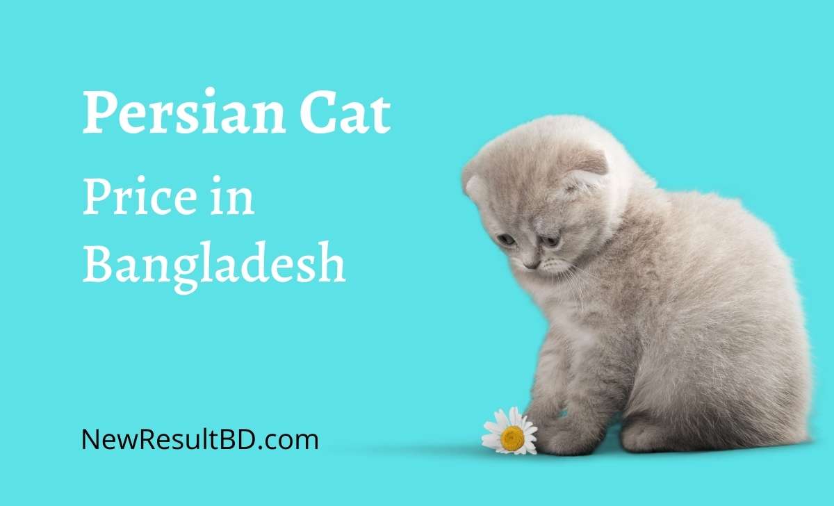 Persian cat price in Bangladesh Persian cat price in Bangladesh