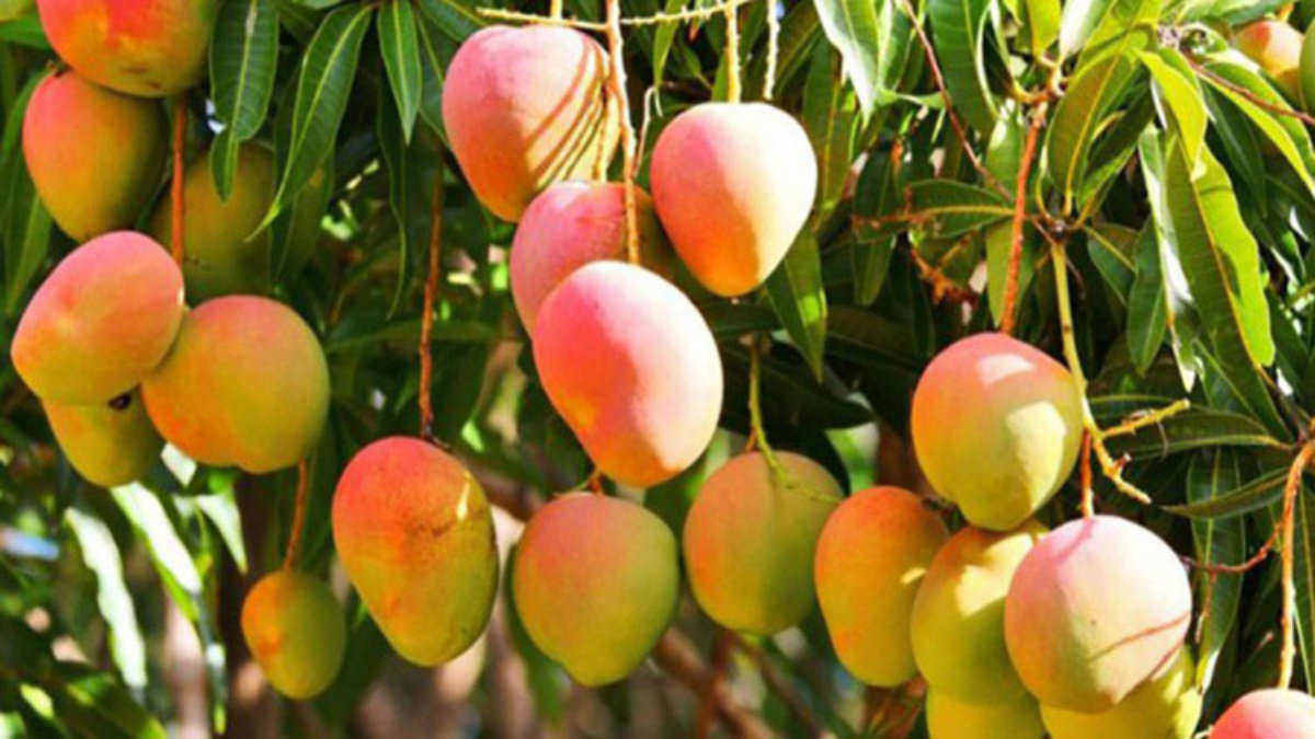 রাজশাহীর আম/ রাজশাহীর আমের দাম কত রাজশাহীর আম/ রাজশাহীর আমের দাম কত